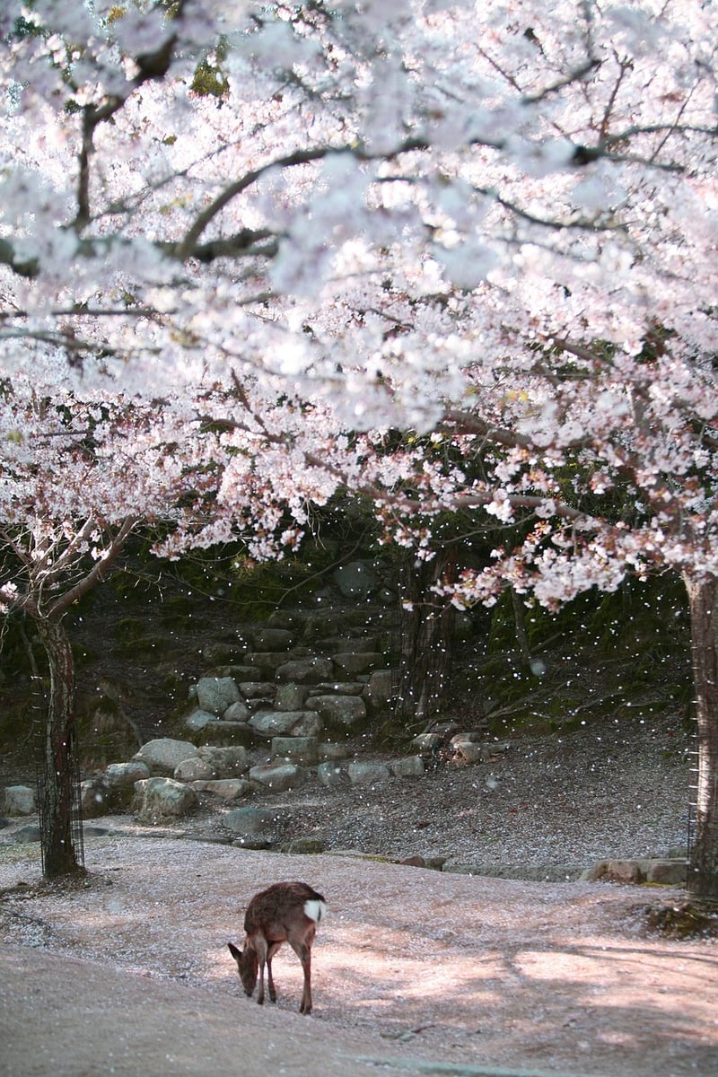 Kyoto, Japan